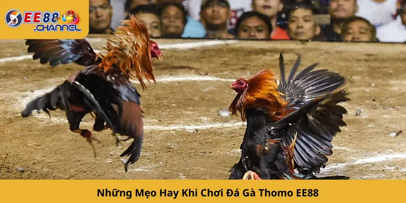Những Mẹo Hay Khi Chơi Đá Gà Thomo EE88